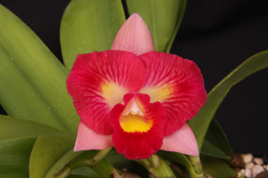 Rlc. Denis Roessiger Sunset Valley Orchids